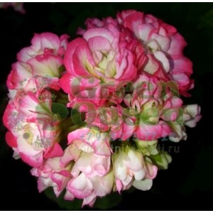 Пеларгония розебудная Apple Blossom Rosebud